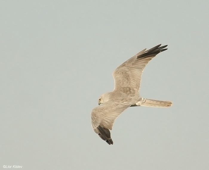   Palid Harrier Circus macrourus                                       , 2009.  